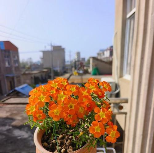 秋冬季节哪些花卉适合盆栽？