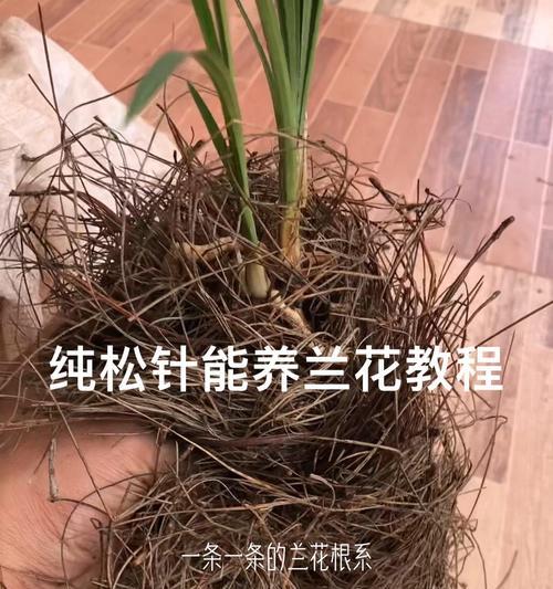 植物没叶子怎么养活？如何处理无叶植物的养护问题？