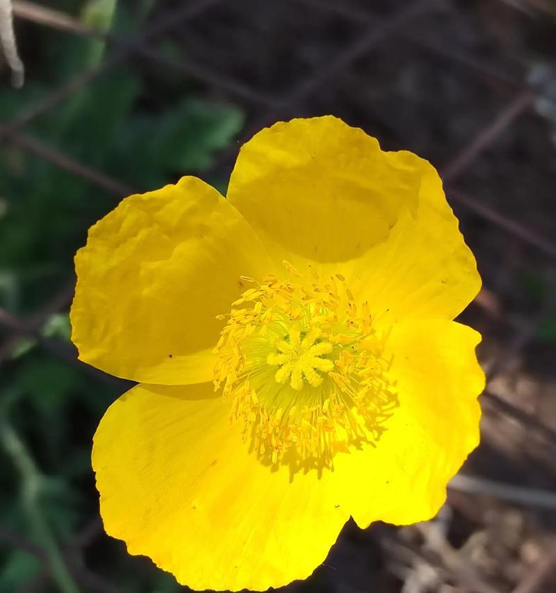 经常开花的植物有哪些特点？