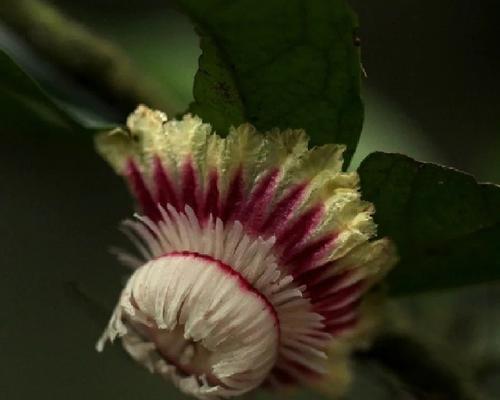 经常开花的植物有哪些特点？