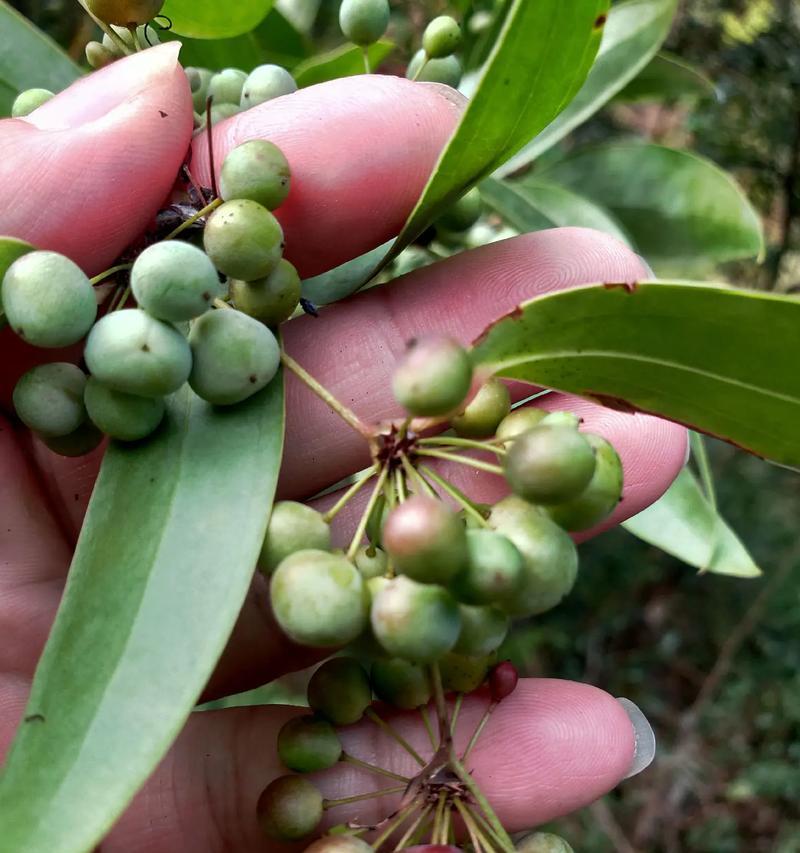 茯苓草是什么花卉类型？它的生长环境有何特殊要求？