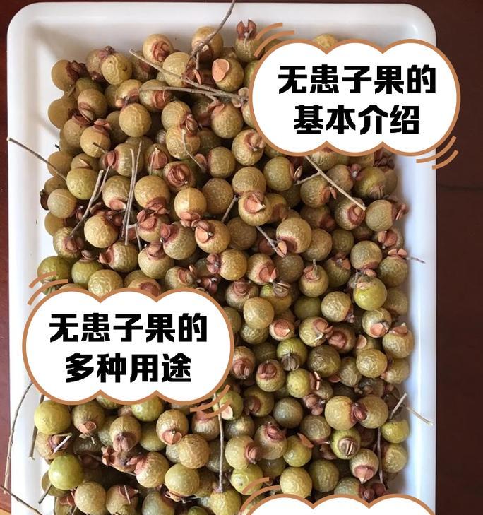 无患子科植物包括哪些种类？它们的特征是什么？