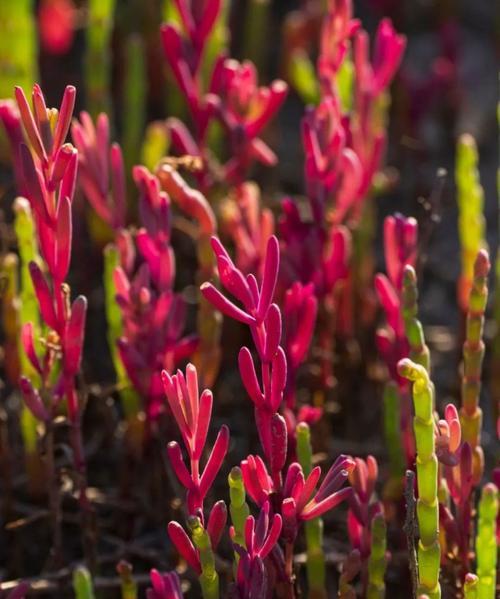 海滨盐沼地区常见哪些植物种类？它们的生存特性是什么？