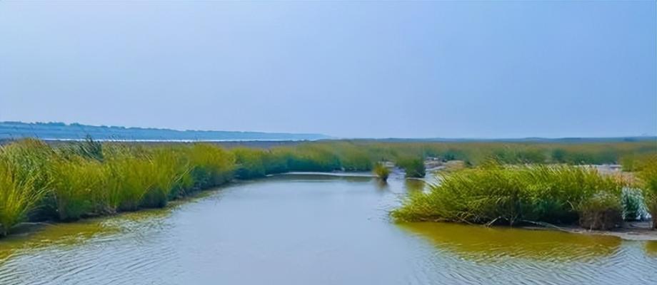 海滨盐沼地区常见哪些植物种类？它们的生存特性是什么？