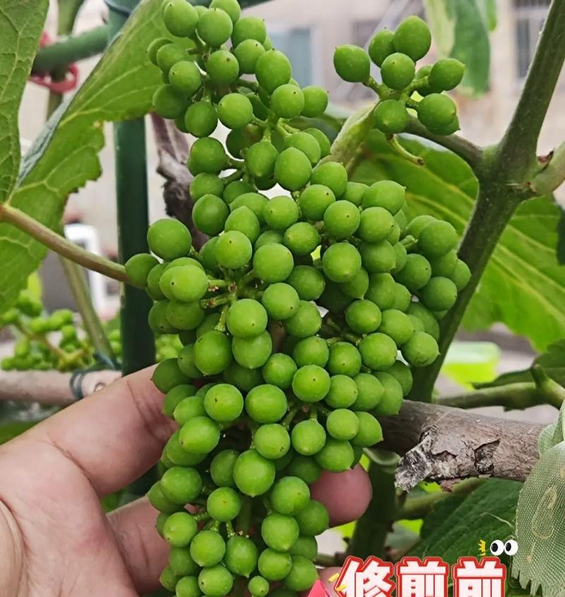 寒香蜜葡萄苗盆栽种植应使用什么土壤？