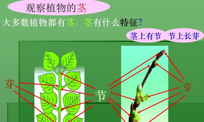 植物的物怎么读？它们的正确发音是什么？