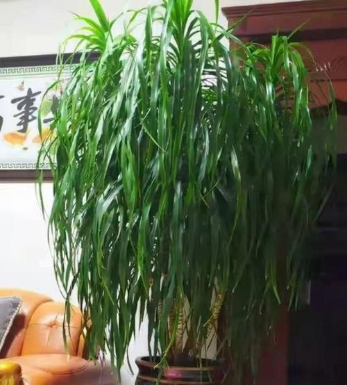 客厅适合摆放哪些植物？这些植物对家居有何益处？