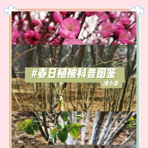 哪些植物能够耐受西晒？它们的适应性如何？