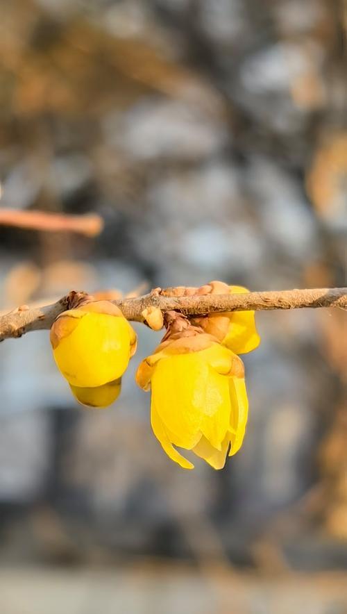 城阳周边有哪些花卉？这些花卉的特色是什么？