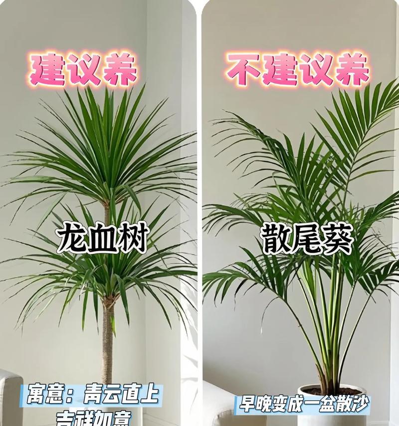 室内客厅适合放置哪些植物？这些植物对环境有何益处？