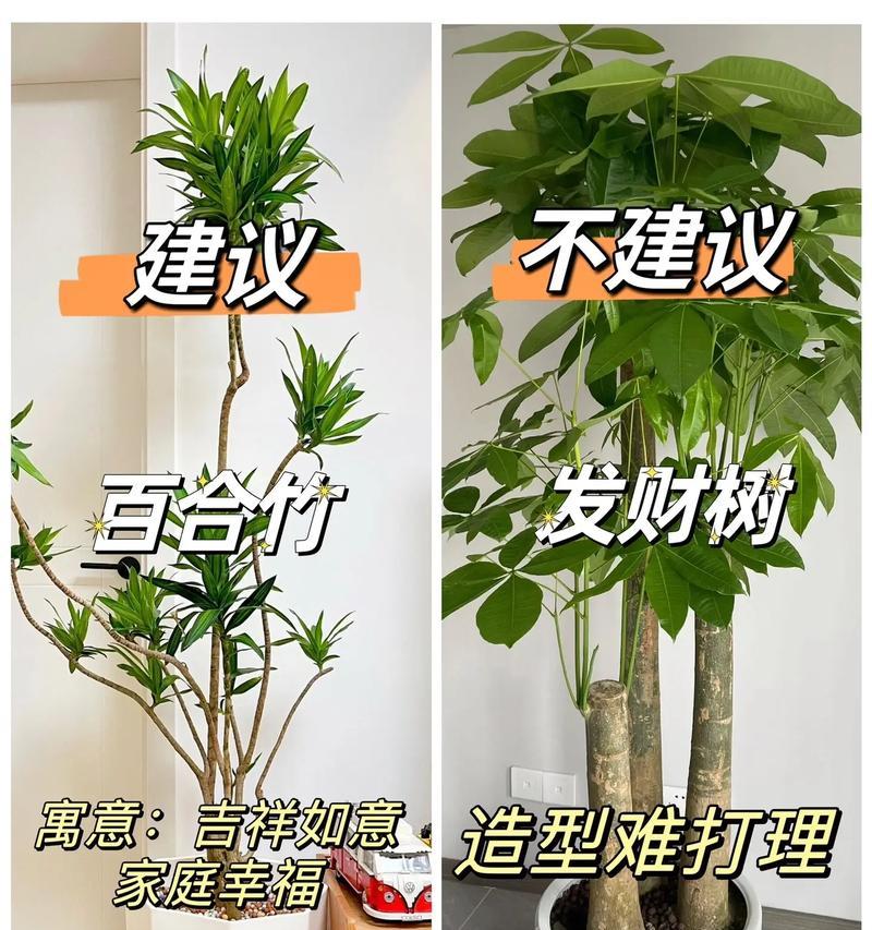 室内客厅适合放置哪些植物？这些植物对环境有何益处？