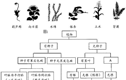 动植物的定义是什么？它们之间有何区别？