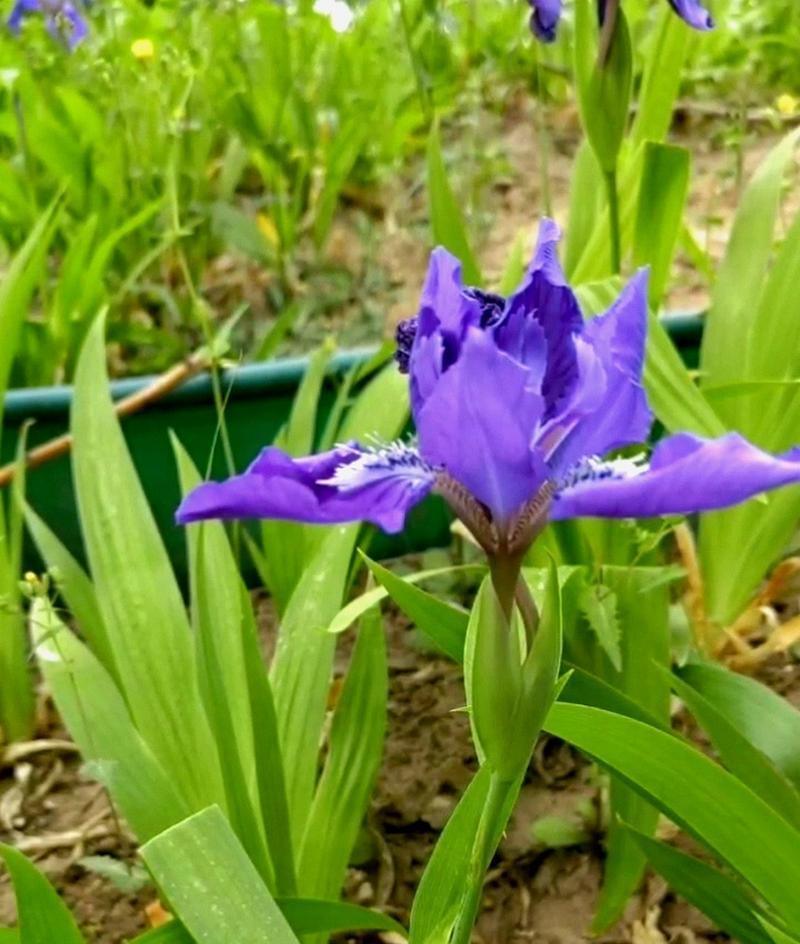 花叶小的花卉叫什么？如何区分不同种类的小型花卉？