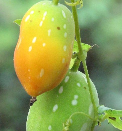 什么水泡植物最香甜？如何挑选？