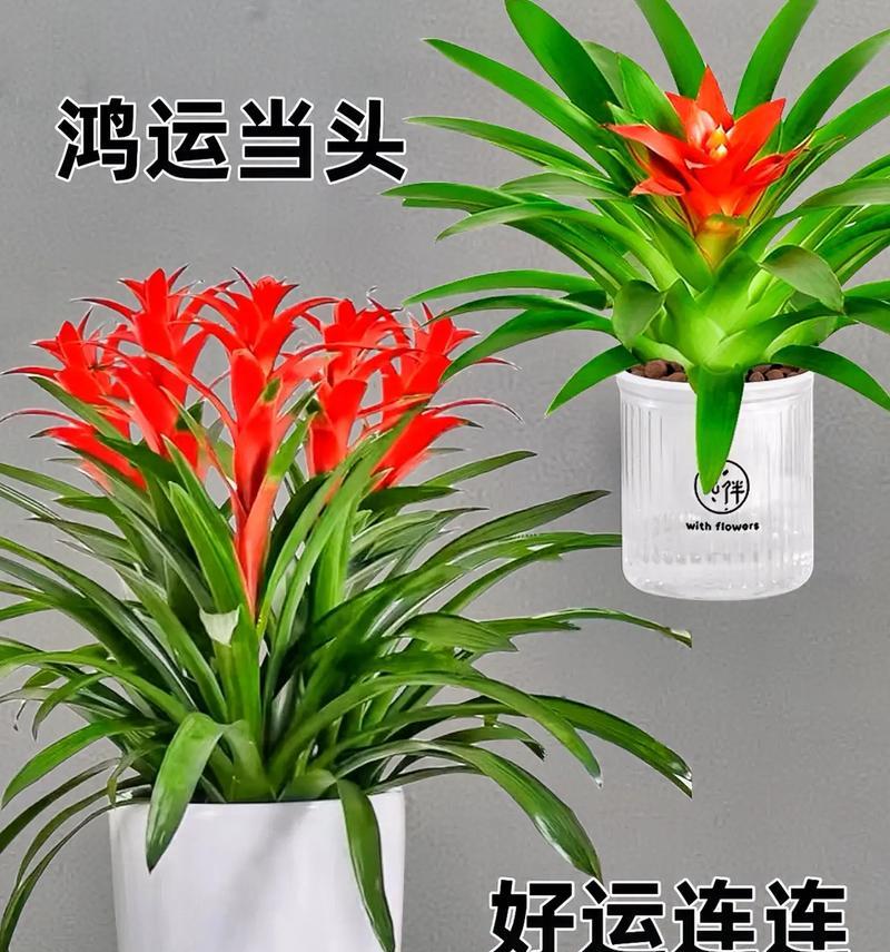 什么水泡植物最香甜？如何挑选？