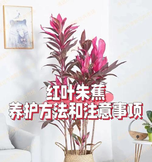 核桃树叶春芽的养护方法是什么？