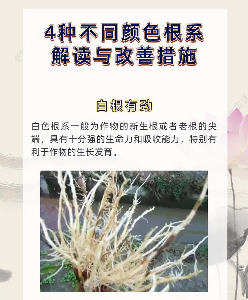 哪些植物的根系具有观赏价值？