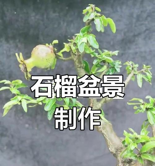 植物老桩盆景制作技巧有哪些？